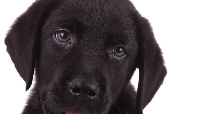 Perchè i cani inclinano la testa quando si parla con loro