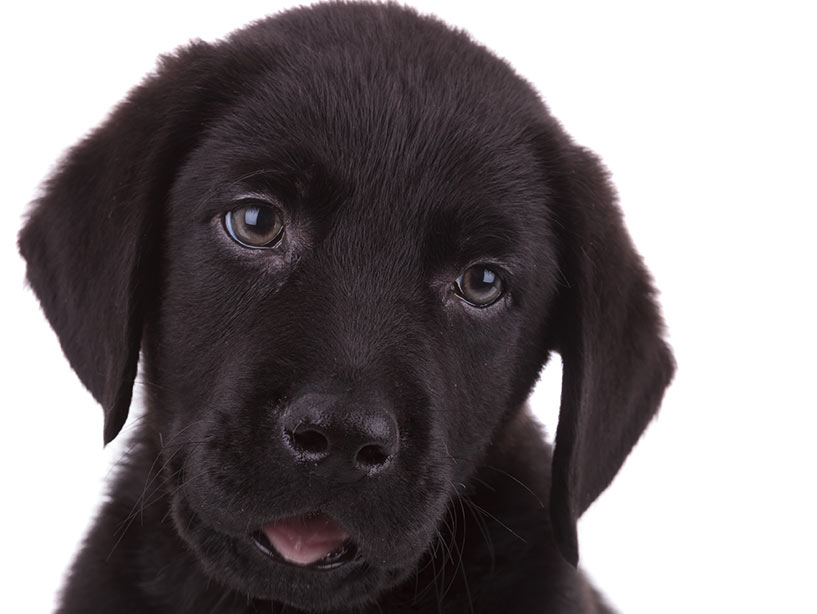 Perchè i cani inclinano la testa quando si parla con loro