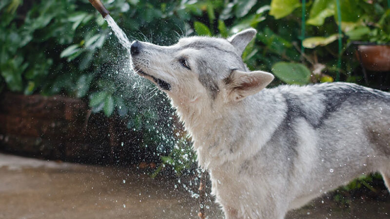 La socializzazione dei cani adulti è possibile