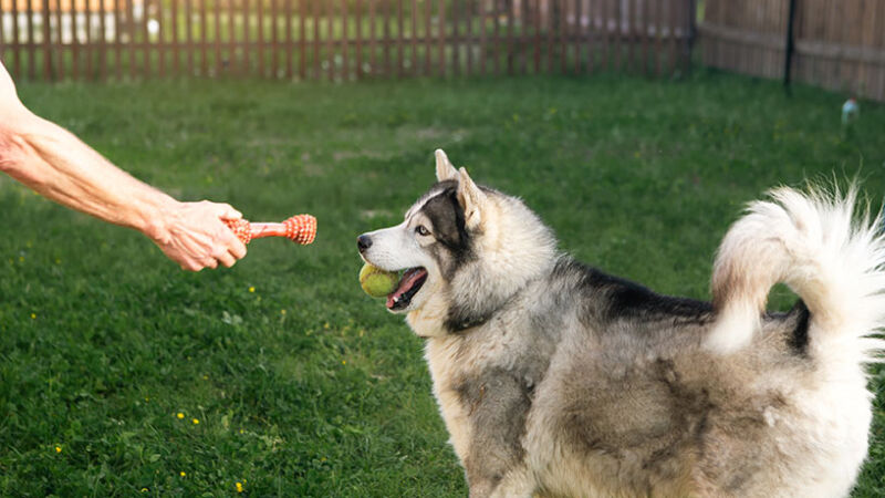 Il metodo Affective Dog Behavior per educare i cani