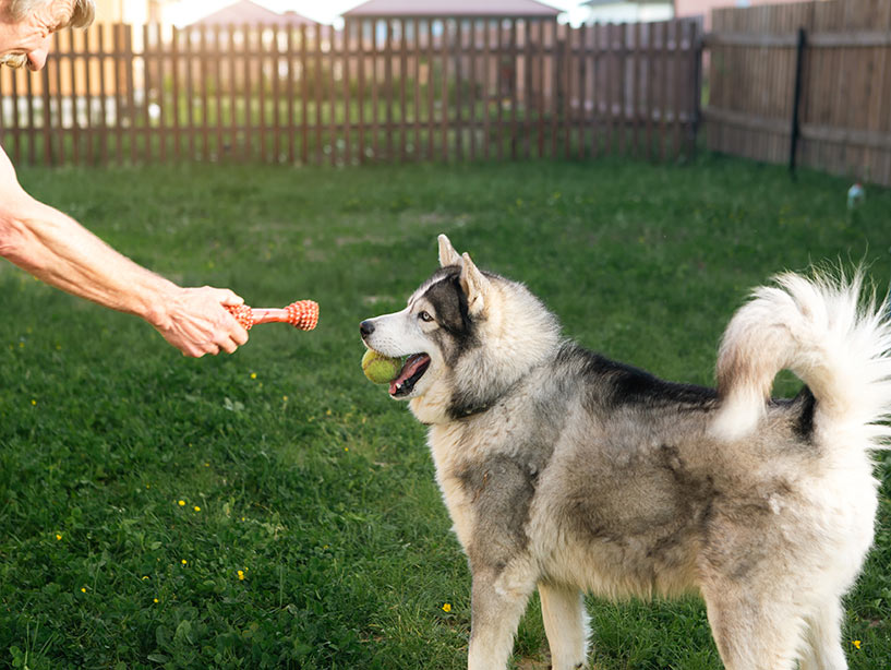 Il metodo Affective Dog Behavior per educare i cani