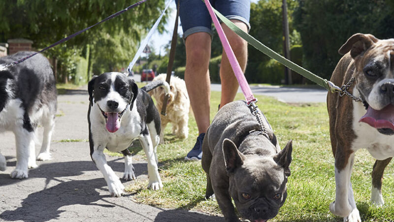 Impegnarsi per il cane: la responsabilità dei proprietari