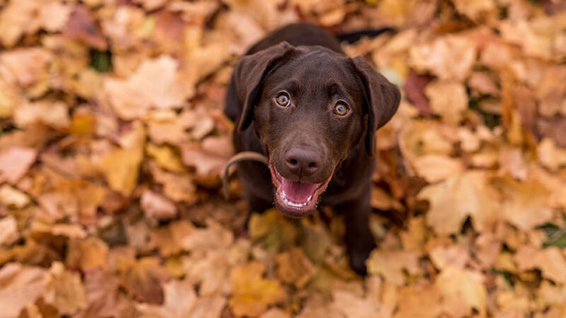 Il mio cane è semplicemente… terribile