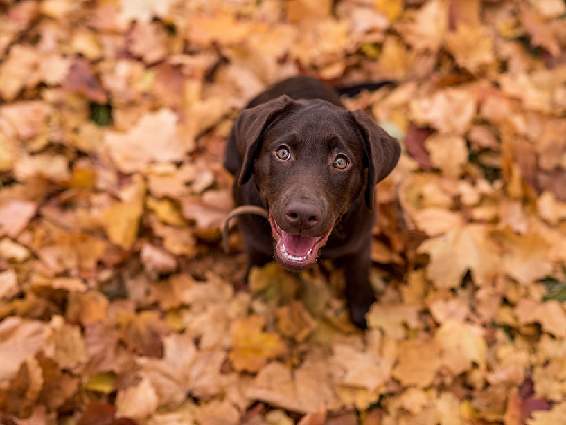 Il mio cane è semplicemente… terribile
