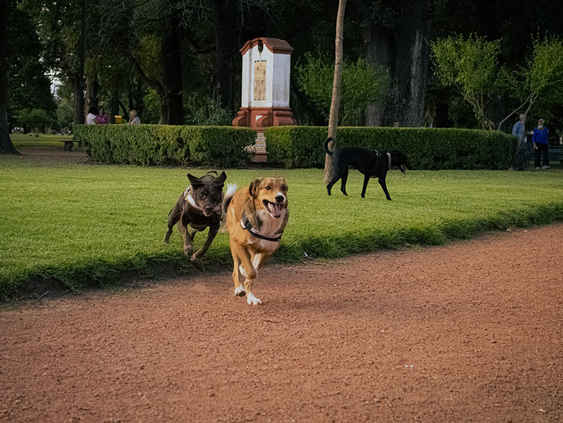 La presenza dei proprietari facilita il gioco dei cani