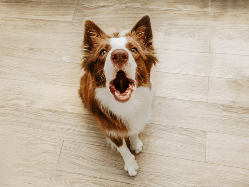 E’ vero che alcuni cani devono essere sottomessi con la forza?