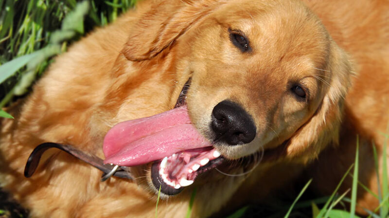 Comportamenti dei cani che non sono normali