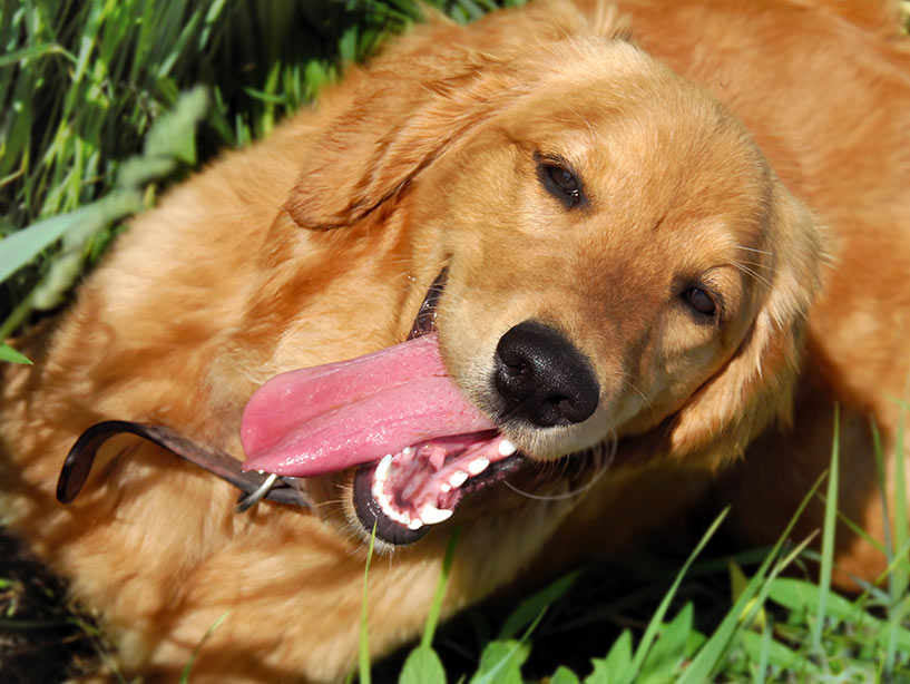 Comportamenti dei cani che non sono normali