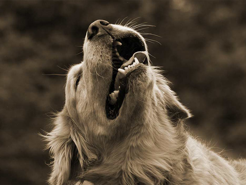 Quali sono i comportamenti normali dei cani