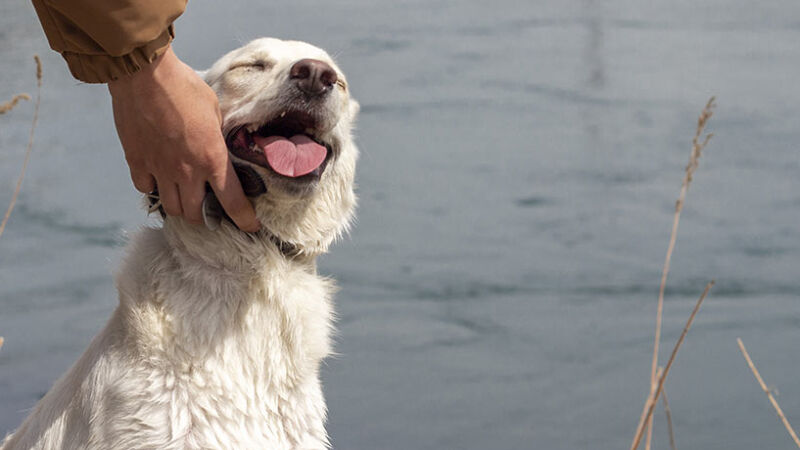 Cani sottomessi e umani super dominanti