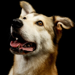 Dizionario umano-canino: cosa capiscono i cani delle comunicazioni umane