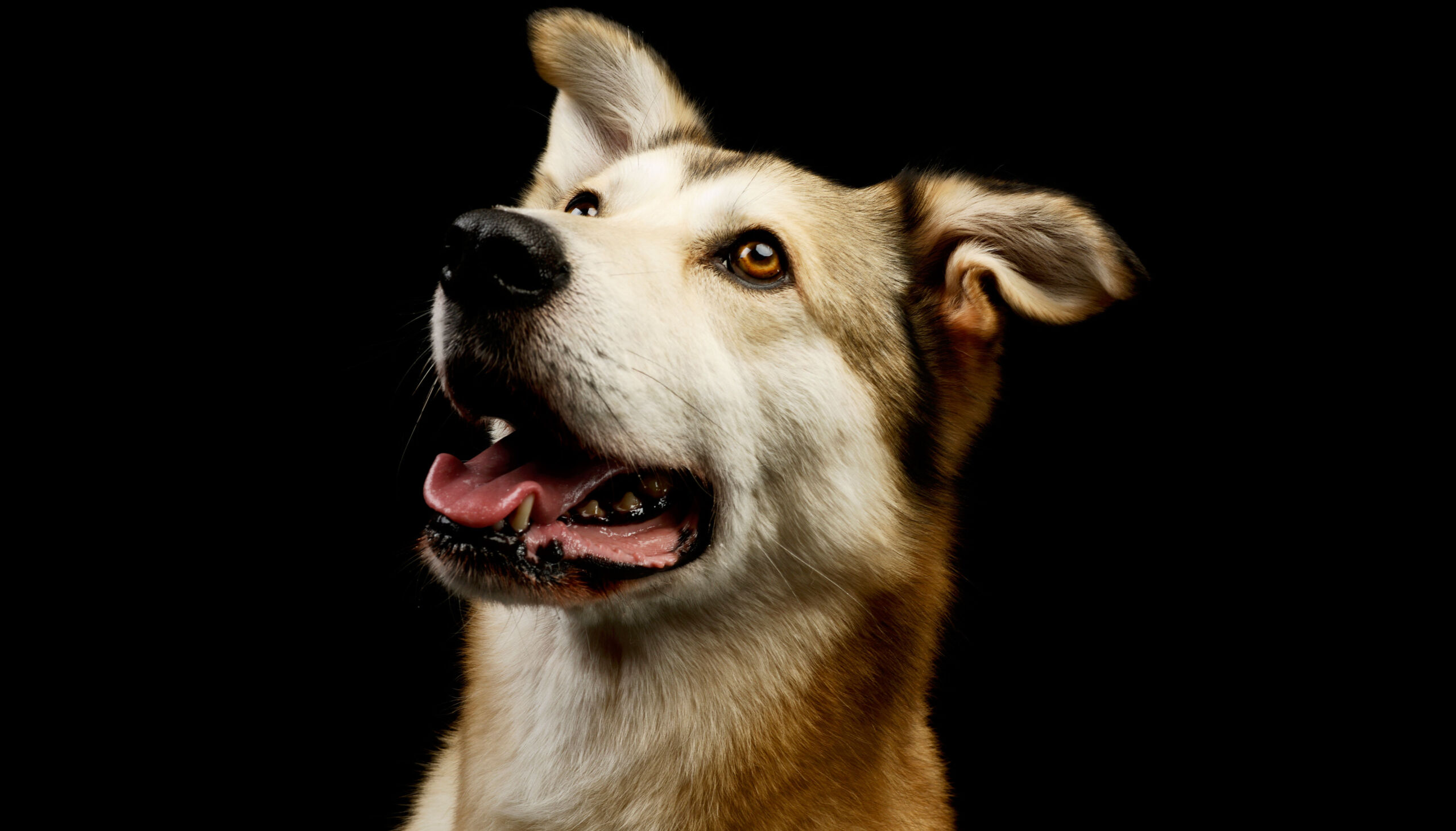 Dizionario umano-canino: cosa capiscono i cani delle comunicazioni umane