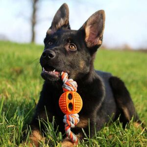 Animal Sex Intense With German Shepherd Cloudy Girl Pics