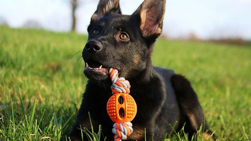 Cani: Cosa è e a cosa serve l’arricchimento ambientale