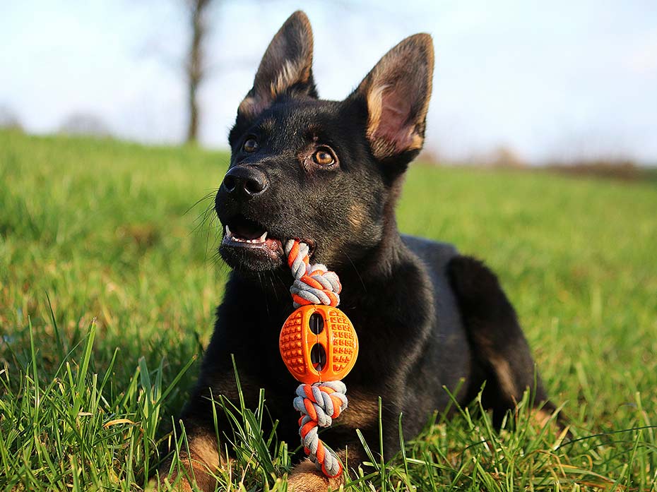 Cani: Cosa è e a cosa serve l’arricchimento ambientale
