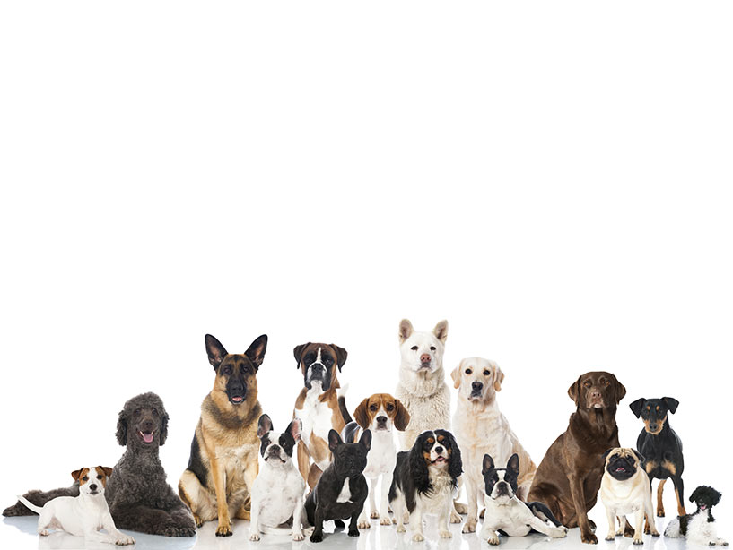 Come si riconosce il Cane dominante
