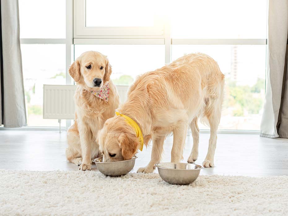 L’alimentazione corretta per il  cane