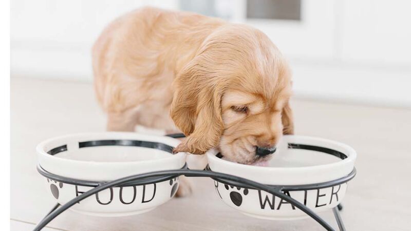 Cosa possono e cosa non possono mangiare i cani?