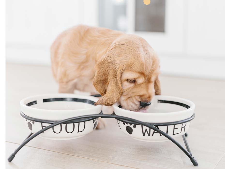 Cosa possono e cosa non possono mangiare i cani?