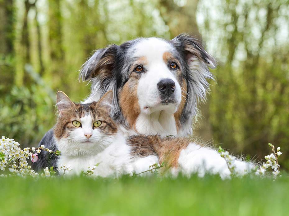 I cani sono molto più speciali di quello che si pensa