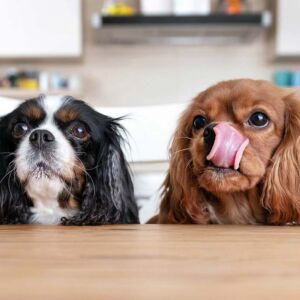L’alimentazione del cane: il cibo umido