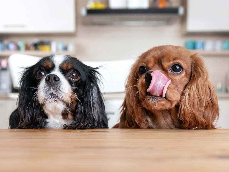L’alimentazione del cane: il cibo umido