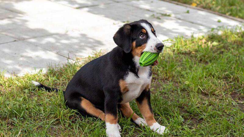 Bisogna sempre correggere i comportamenti dei cani?