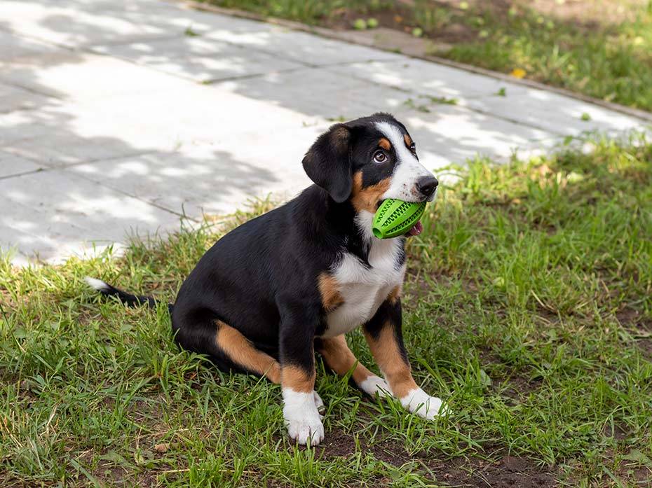 Bisogna sempre correggere i comportamenti dei cani?