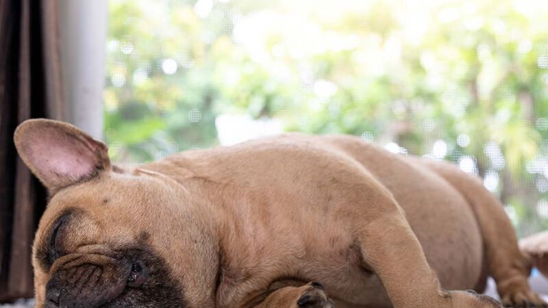 Perchè i proprietari sono tanto importanti per i cani