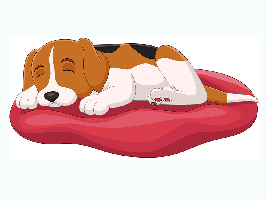 Perchè lo stato emotivo dei cani è tanto importante
