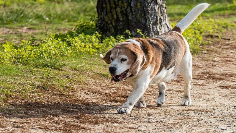 Le attività giuste per il cane anziano