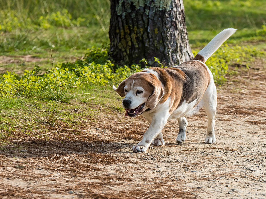 Le attività giuste per il cane anziano