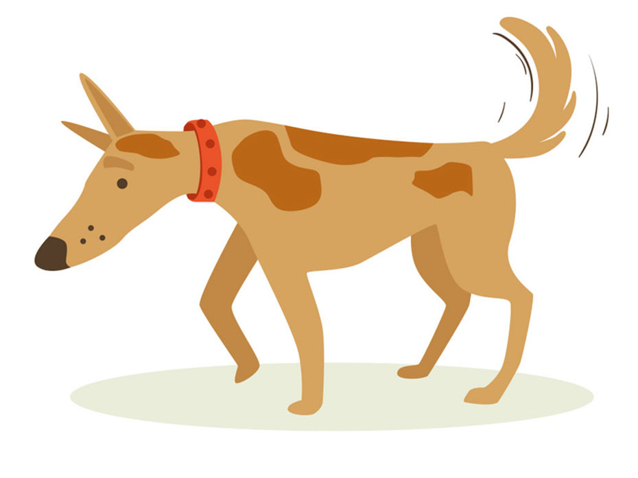 Il valore della prevedibilità per i cani