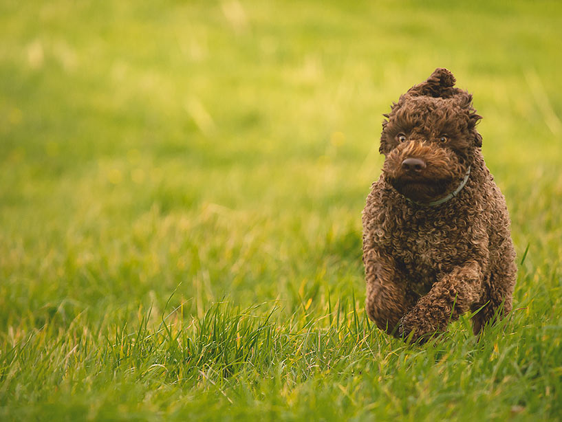 Elementi per interpretare i comportamenti del proprio cane