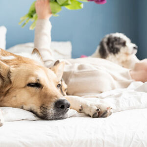 Si può dormire con il cane sul letto?