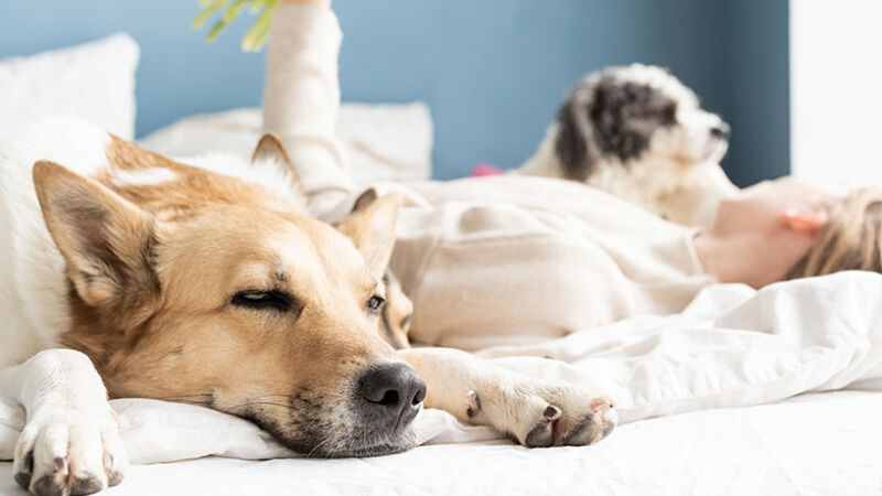 Si può dormire con il cane sul letto?