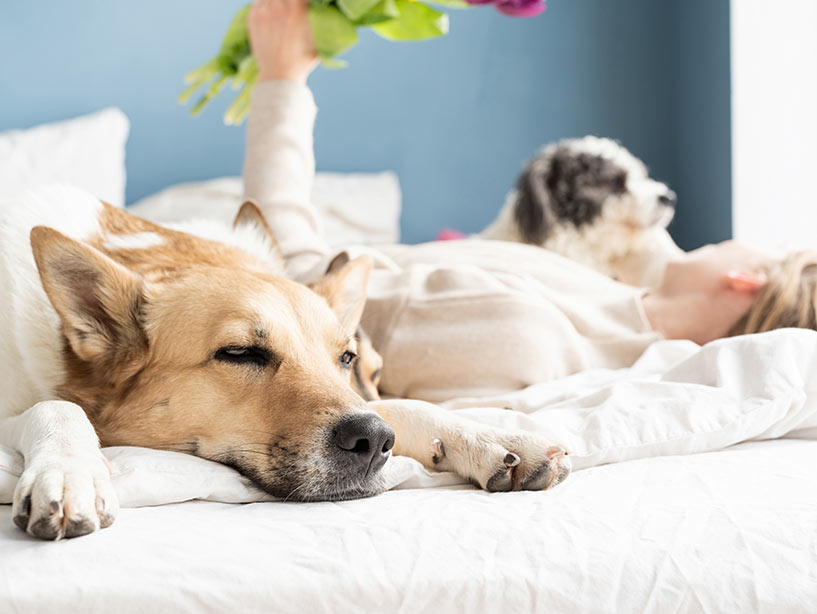 Si può dormire con il cane sul letto?