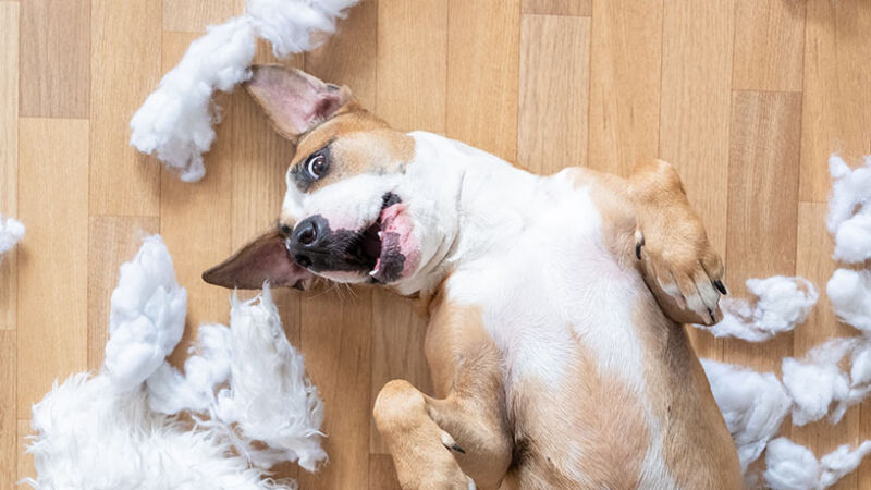 Ansia da separazione nel cane: riconoscerla e gestirla
