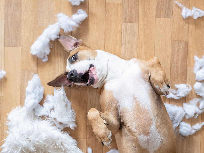 Ansia da separazione nel cane: riconoscerla e gestirla