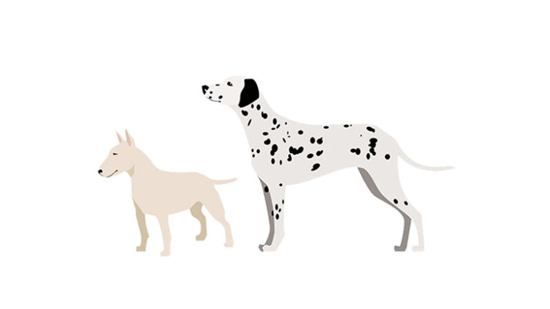 Il modo giusto per i cani di avvicinarsi tra loro