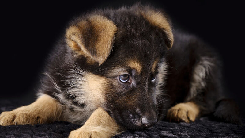 Il cucciolo non è un cane di piccole dimensioni