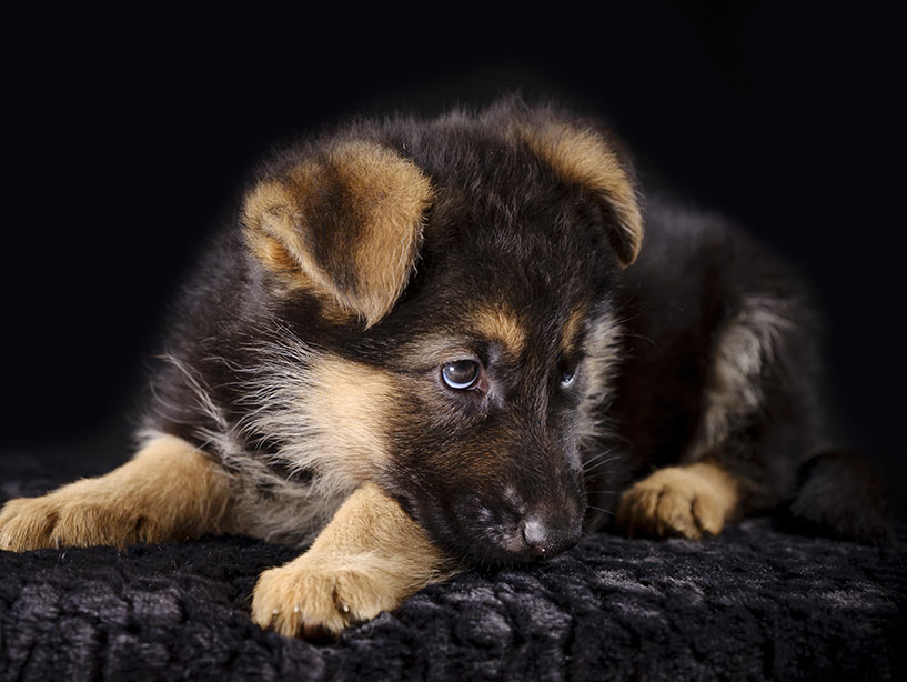 Il cucciolo non è un cane di piccole dimensioni