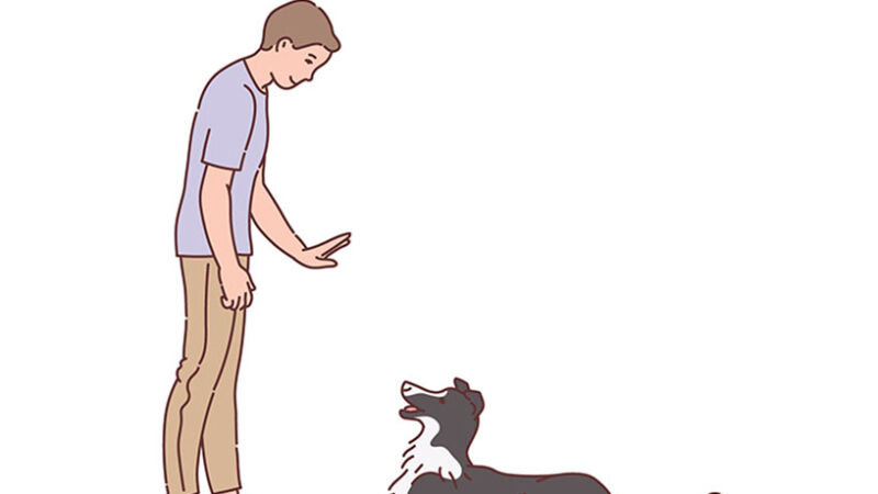 Cosa vuol dire veramente educare il cane