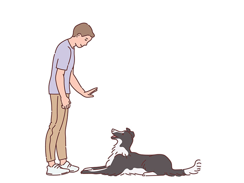 Cosa vuol dire veramente educare il cane