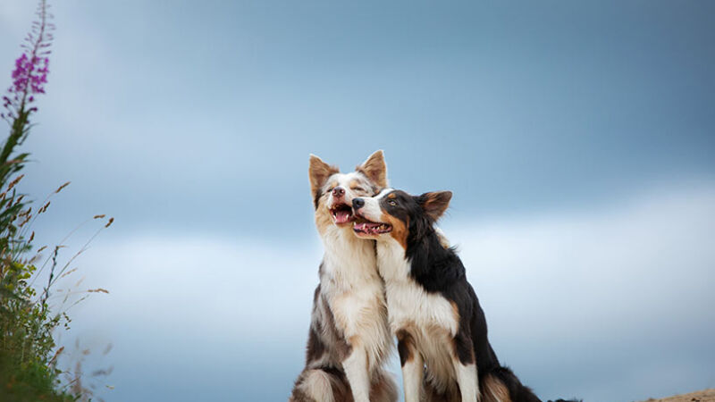 Cani: il lato oscuro dell’addestramento