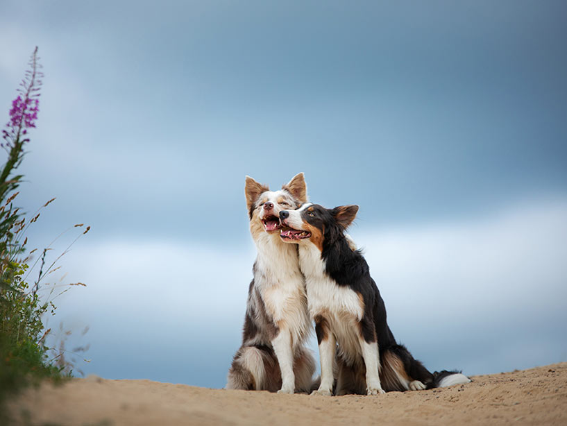 Cani: il lato oscuro dell’addestramento