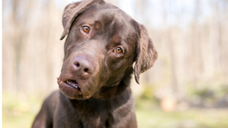 Cani anziani: perdita dell’udito e declino cognitivo