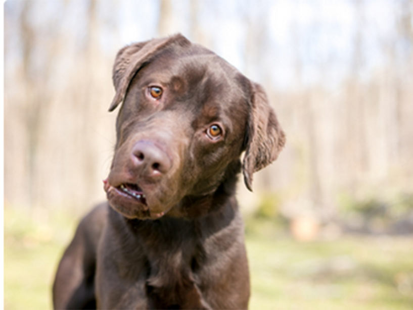 Cani anziani: perdita dell’udito e declino cognitivo