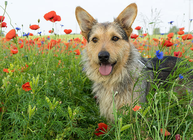 Cani: cose importanti e utili da sapere