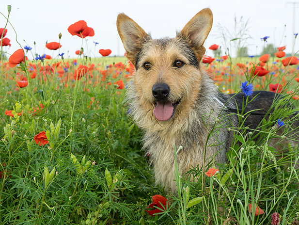 Cani: cose importanti e utili da sapere